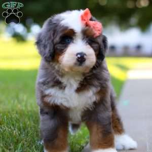 Carly, Mini Bernedoodle Puppy